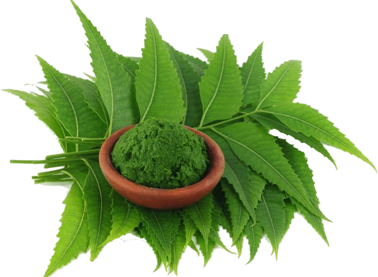 Neem leaf